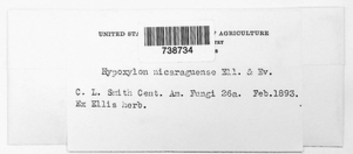 Hypoxylon nicaraguense image